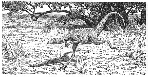 faq-archaeopteryx_compsognathus.jpg Image Thumbnail