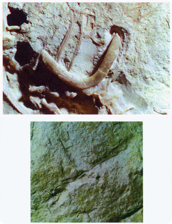 faq-archaeopteryx_furcula_and_counterslab.jpg Image Thumbnail
