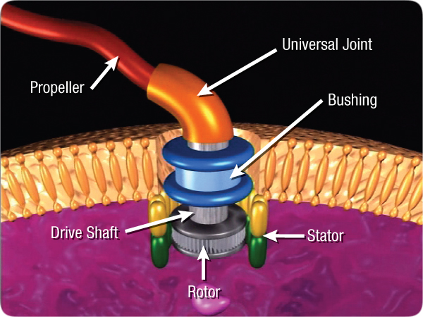 lifesciences-bacterial_motor_diagram.jpg Image Thumbnail