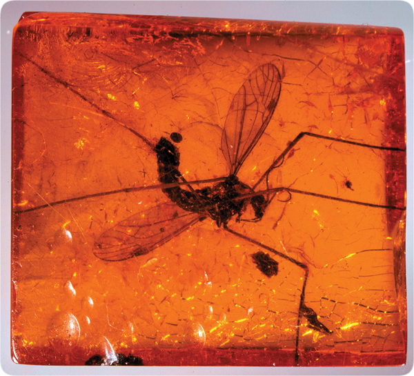 lifesciences-insect_in_amber.jpg Image Thumbnail