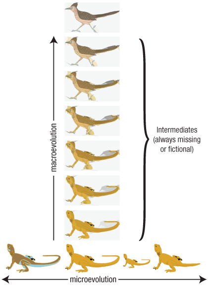 lifesciences-microevolution_vs_macroevolution.jpg Image Thumbnail