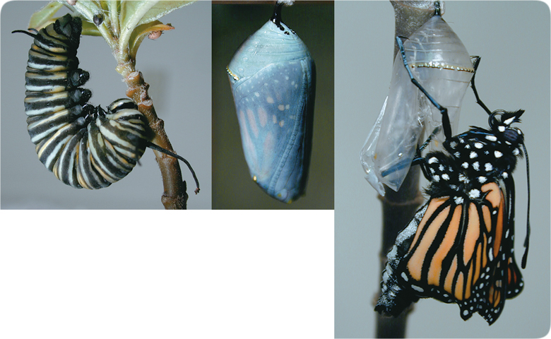 lifesciences-monarch_metamorphosis.jpg Image Thumbnail